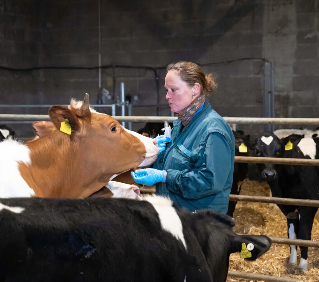 Tierärztin im Stall mit Kuh-Tierarztpraxis Wollenberg