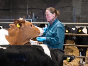 Tierärztin im Stall mit Kuh-Tierarztpraxis Wollenberg