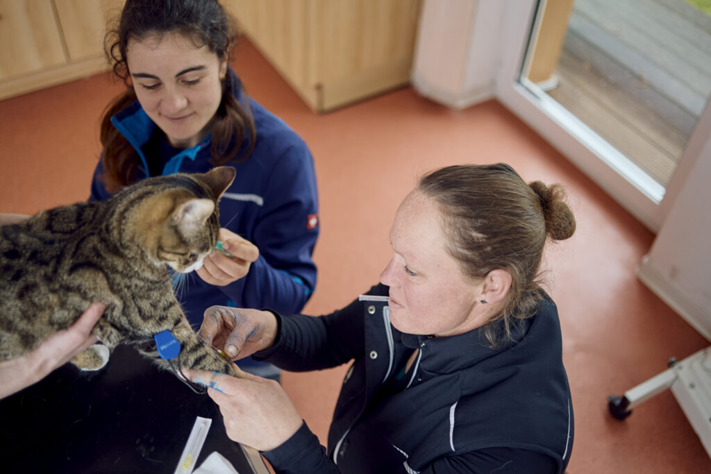 55_Verbandswechsel bei Katze_Tierarztpraxis Wollenberg (2)